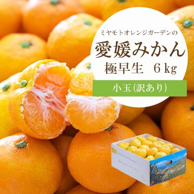 
            ＜2025年10月より順次発送＞シーズン一番採り!極早生みかん 小玉6kg＜訳あり＞＜C25-47＞【1248092】
          