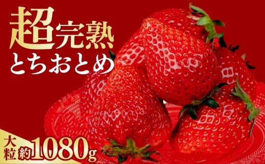 いちご 選手権金賞農園の 厳選&完熟&朝摘み とちおとめ  大粒 4パック入り【3月以降発送】 | いちご イチゴ 苺 とちおとめ 完熟 甘い あまい 果物 フルーツ くだもの 第1回いちご選手権金賞 ブランドいちご ストロベリー 旬 産地直送 栃木県産 鈴木ファーム 栃木県 茂木町