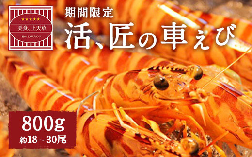 【配送日必須】【 上天草市 ブランド認証品 】活、匠の 車えび 約800g （約18～30尾） 車海老 クルマエビ えび 海老 エビ 魚介 海鮮 常温 熊本県【発送期間2026年11月1日から2027年3月31日】