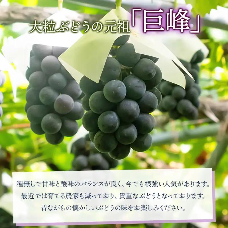 【令和8年産先行予約】 種なし巨峰　約1kg（2～3房） 山形県鶴岡市産　重ちゃん農園