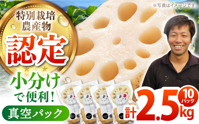 
【特別栽培農産物 認定】＜地元江北町産＞佐賀 れんこんパック 10パック ( 250g×10パック ) 【百武青果】レンコン 真空パック [HAE016]

