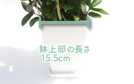 【観葉植物】ザミオクルカス ザミフォーリア65cm～85cm(Green Base/016-1741) 観葉 植物 インテリア 鉢植え 鉢植 グリーン 自然 ナチュラル 美しい 清涼感 園芸 室内 オ