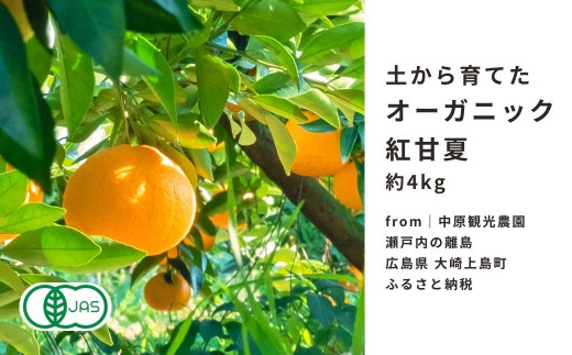 
｜予約｜大崎上島産 有機JAS認証！オーガニック紅甘夏 約4kg
