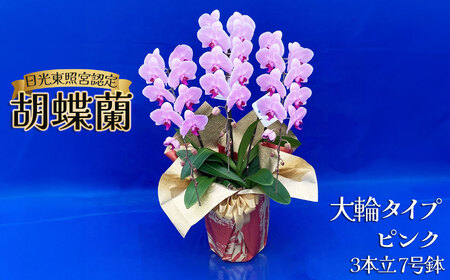 【ふるさと納税】胡蝶蘭 大輪タイプ ピンク3本立 7号鉢 | 栃木県 下野市