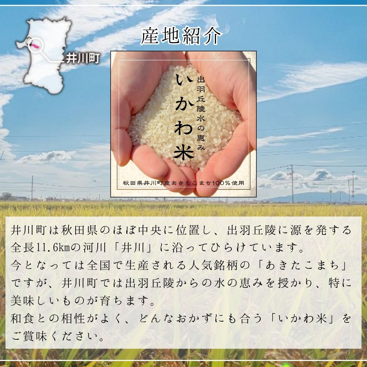 【令和8年産 新米 先行受付】【定期便・無洗米】あきたこまち １０㎏×６か月