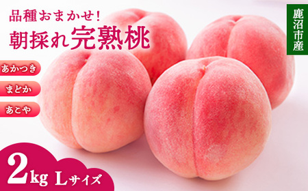＜先行予約＞【品種おまかせ】鹿沼市産 もも Lサイズ（2kg） ｜ 桃 モモ もも 栃木県 果物 くだもの フルーツ あかつき まどか あこや 新鮮 贈答 ギフト ※2026年7月下旬～8月中旬頃に順次発送予定 ※北海道・沖縄・離島への配送不可