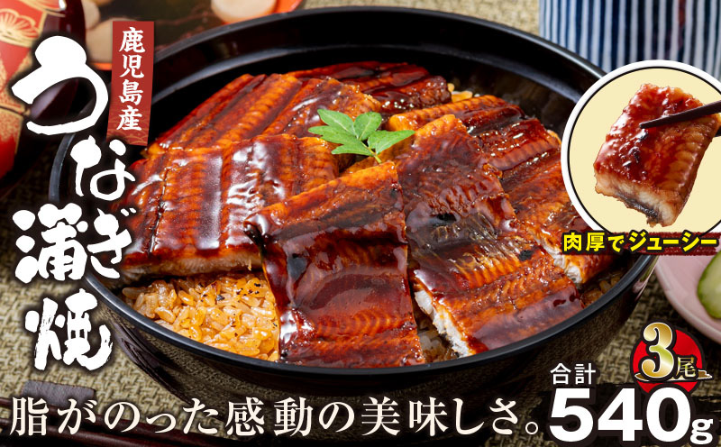 2446 鹿児島産うなぎ180g×3尾合計540g　KN021-015-03