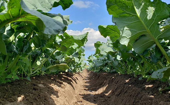 
丸亀産季節のお野菜セット11月～３月配送
