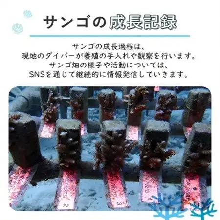 離れていても応援できる!国頭村の「サンゴ株主」プログラム5株【1581395】
