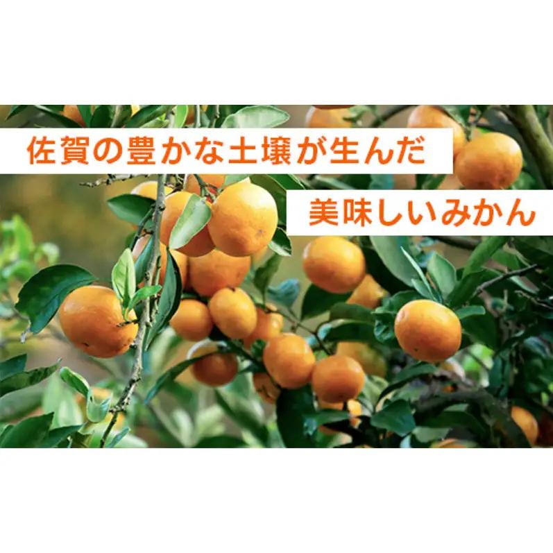 みかん 温州みかん 佐賀県産 みかん【約7kg】