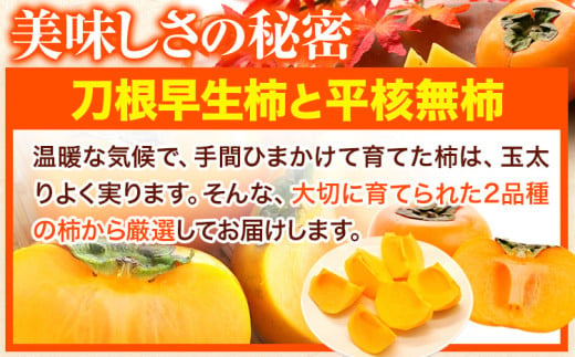 たねなし柿（刀根早生柿・平核無柿）約1.5kg《2025年9月中旬-11月上旬頃出荷(土日祝除く)》 和歌山県 岩出市 種なし柿 柿 果物 フルーツ 2L〜Mサイズ カキ 