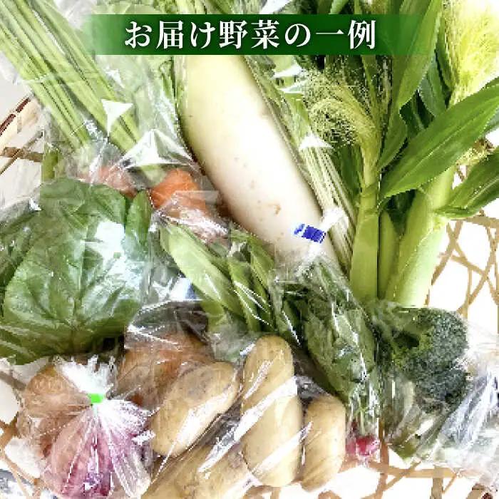 高槻野菜おまかせ詰め合わせセット 8月（10種〜15種）[AOCS014] 野菜セット