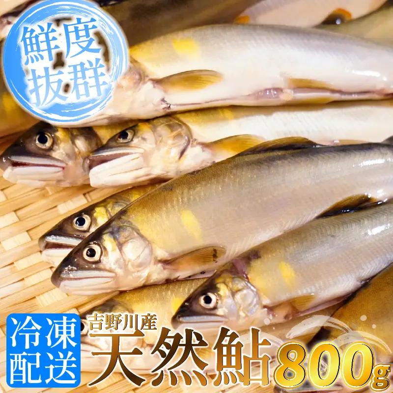天然 鮎 800g 川 魚 あゆ【 鮎 】