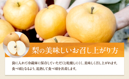 梨 2026年 備前横綱梨（あたご梨） 2玉 (1玉1～1.5kg）贈答箱【11月中旬～12月下旬頃発送】 