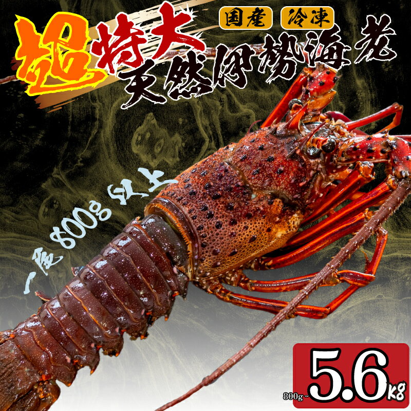 【ふるさと納税】 【2025年4月より順次配送】超特大 伊勢海老 選べる 容量 800g ～ 5.6kg 1尾 ～ 7尾 冷凍 超特大サイズ 急速冷凍 えび エビ 高級 鮮魚 海鮮 魚介 刺身 ギフト 贈答 贈り物 祝い ふるさと納税伊勢海老 ふるさと納税海鮮 ふるさと納税魚介 ふるさと納税さしみ