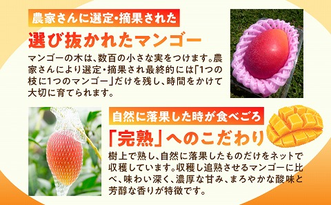 【2025年発送先行予約】《期間・数量限定》完熟！宮崎マンゴー 特秀 大玉3Lサイズ 2玉化粧箱入り