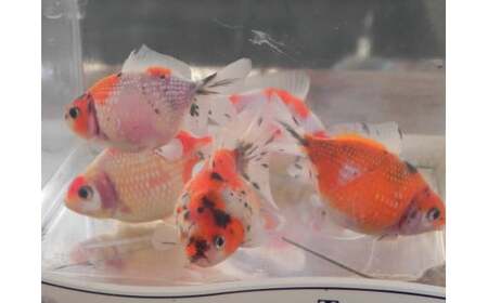【 先行予約 】 金魚 キャリコピンポンパール 3匹セット | ピンポンパール きんぎょ 生体 新潟県 五泉市 有限会社エンドウ酒店（令和７年10月以降順次発送）