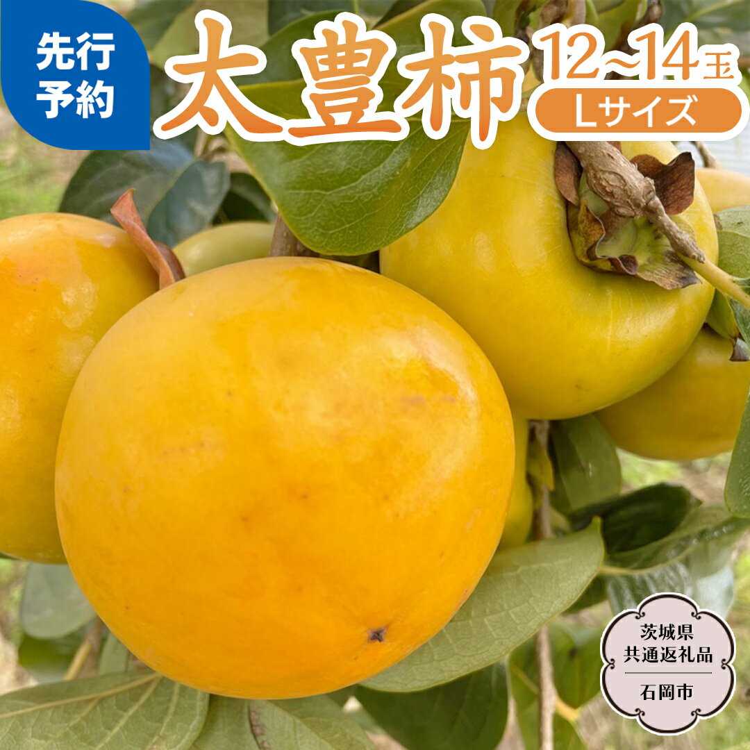 【ふるさと納税】《 先行予約 2025年11月上旬以降発送 》太豊柿 12～14玉 (茨城県共通返礼品 石岡市) 果物 くだもの フルーツ 柿 かき