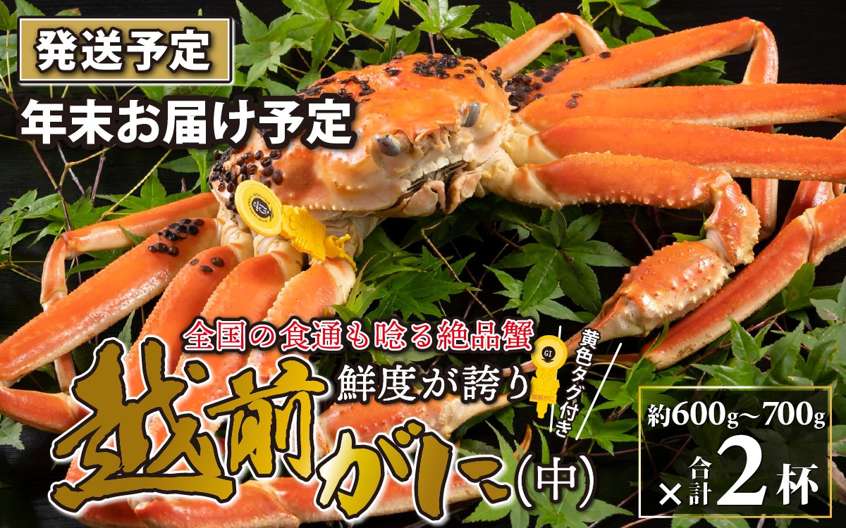 
                  【先行予約】【年末お届け予定】越前がに 中 （約600g～700g） 2杯 ズワイガニ ずわいがに ズワイ蟹 越前ガニ ボイル 刺身 蟹 鍋 しゃぶしゃぶ 冷蔵  カニ 鍋 冬 海鮮 かに 国産 南越前町 福井県　送料無料
                