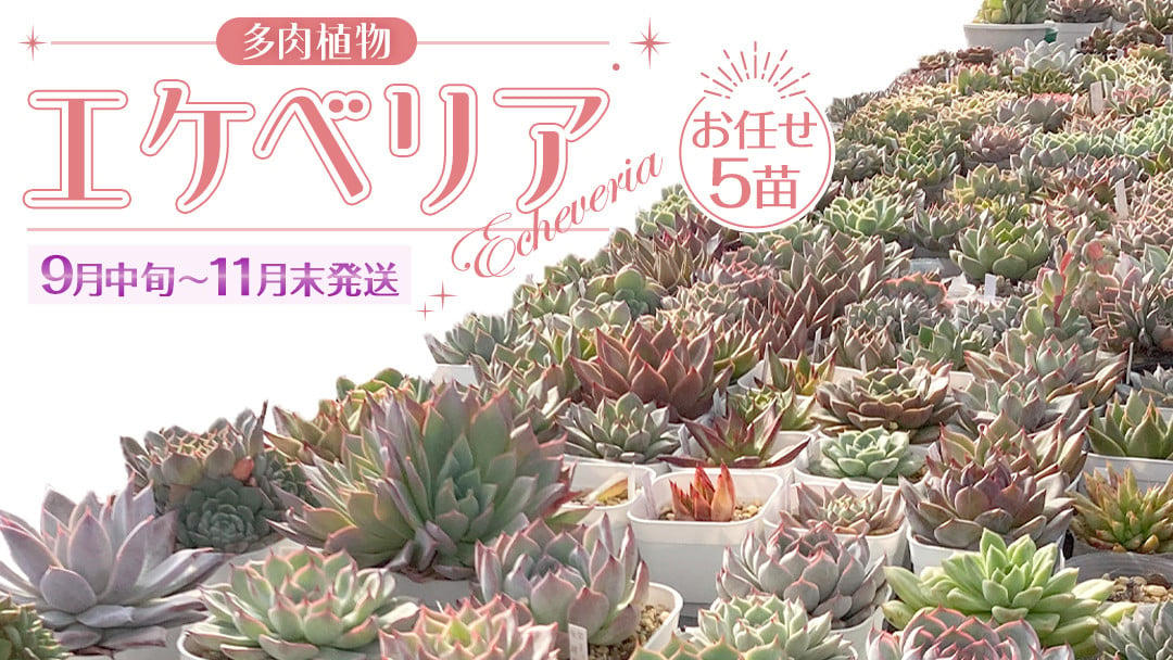 
            【 9月中旬～11月末発送 】 エケベリア おまかせ 5苗 セット 【品種名付き】 多肉植物 観葉植物 植物 栽培 インテリア 趣味 自然 [DD002ya]
          