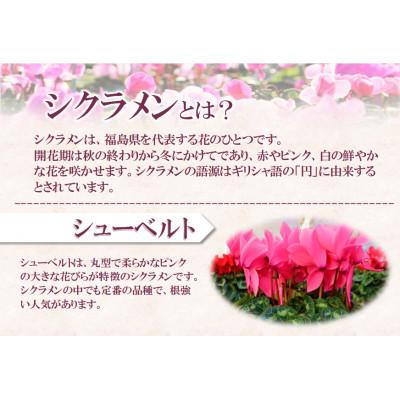 ふるさと納税 中島村 【先行予約】シクラメン6号鉢(シューベルト)　水野谷園芸 |  | 01