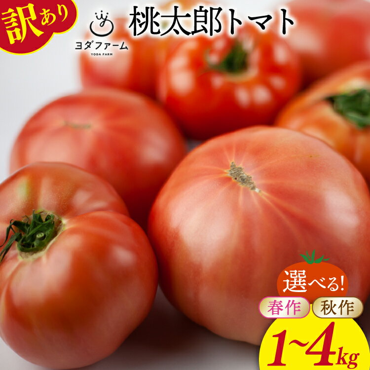 【ふるさと納税】【2025年発送】 訳あり 桃太郎トマト 選べる内容量 春作 秋作 1kg 2kg 4kg [ヨダファーム 山梨県 中央市 21471020] 規格外 家庭用 不揃い わけあり 訳アリ とまと tomato 野菜 やさい 2kg 1キロ 2キロ 4キロ