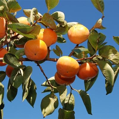 ふるさと納税 三豊市 富有柿　約10kg |  | 01