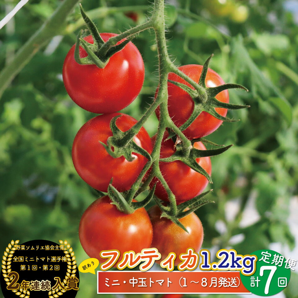 【ふるさと納税】フルティカ トマト ミニトマト ＜約1.2kg×7回 定期便 ＞訳あり 規格外 第1回 第2回連続 全国ミニトマト選手権 入賞 銅賞 高知県 ましまファーム フルーツトマト 【常温】送料無料 アイメック 【1月～8月頃発送】＊予約受付中＊ ＜2025年1月から順次発送＞