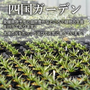 多肉植物 インテリア アガベ チタノタ銘品3種 セット 3.5号鉢 ブラック＆ブルー シーザー パンダ 四国ガーデン 人気 観葉植物 グリーン リラックス 伊予市｜D51