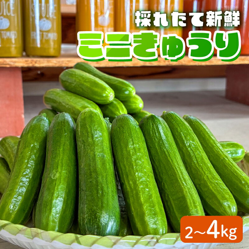 【ふるさと納税】 【先行予約】 きゅうり 選べる 2 kg / 4 kg ミニ キュウリ 胡瓜 野菜 | 滋賀県 日野町 ファームケイ FK005SKU