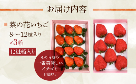 先行予約 菜の花いちご　3箱(8粒～12粒入) 大粒 2026年1月～発送開始 イチゴ いちご 苺 果物 くだもの フルーツ 贅沢品 贈答品 高級品 ブランド 先行受付 お取り寄せ 田原市 産地直送 