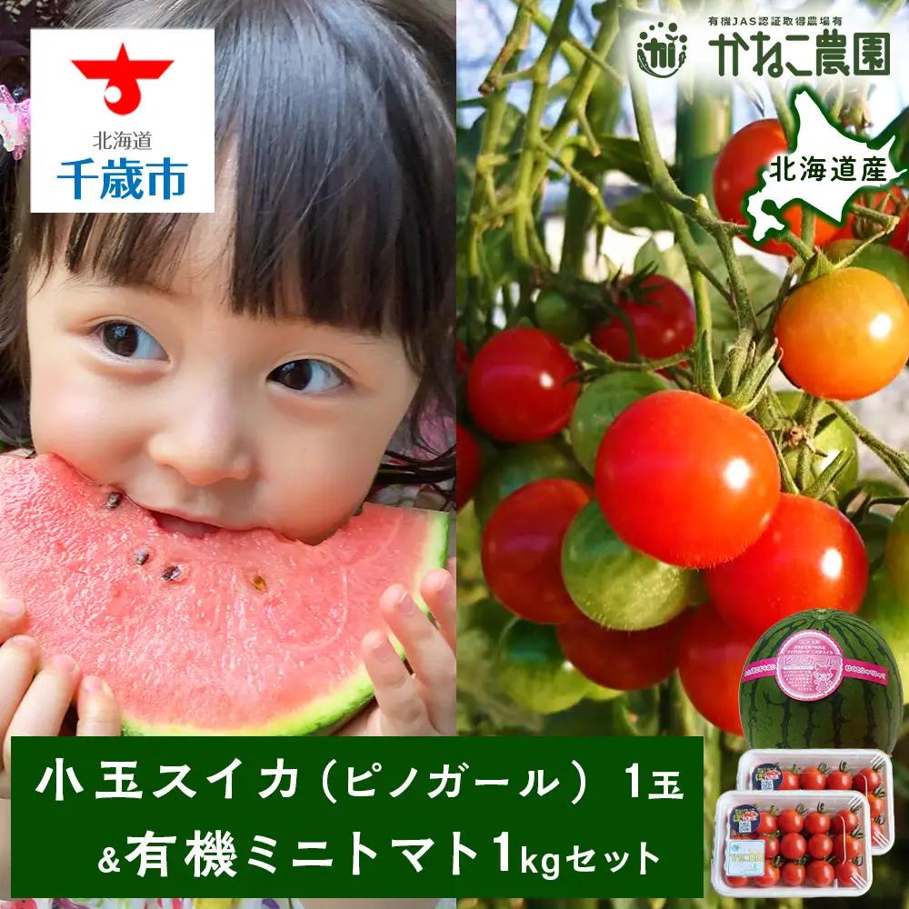 【2026年8月中旬より発送】小玉スイカ１玉＆有機ミニトマト500ｇ×2【かねこ農園】