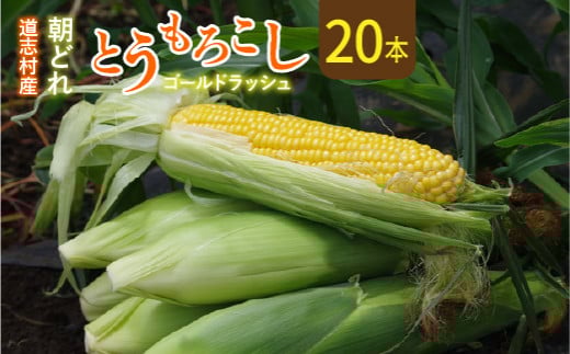 【先行予約】【2025年８月初め～８月末発送】新鮮！朝どれトウモロコシ【20本入】 ※北海道・沖縄・離島への配送不可 ※着日指定不可  ふるさと納税 野菜 やさい コーン ヤングコーン とうもろこし トウモロコシ もろこし 青果 山梨県 道志村 送料無料 DSV007