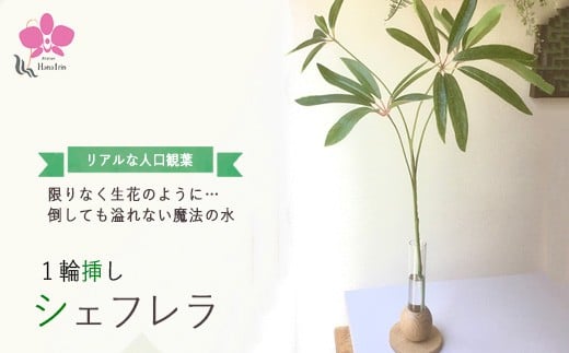 
            倒してもこぼれないお水 癒しのグリーン「シェフレラ1輪挿し」光触媒
          