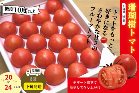 トマト 定期便 3回 計3kg 2026年3月下旬から発送 珊瑚樹 トマト トマト トマト トマト トマト