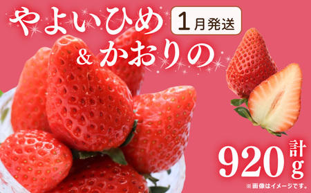 《1月発送》 訳あり いちご やよいひめ かおりの 計920g 先行予約 いちご いちご いちご いちご いちご いちご