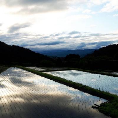 ふるさと納税 倉吉市 ※2月配送分【令和7産米】倉吉市産 コシヒカリ 10kg(5kg×2袋) 31G002_02 |  | 03