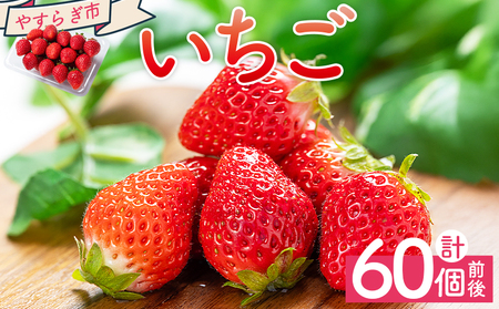 いちご 4パック（各パック15～18個） 計60個程度  【 いちごいちごいちごいちごいちごいちご  】  yr-0054