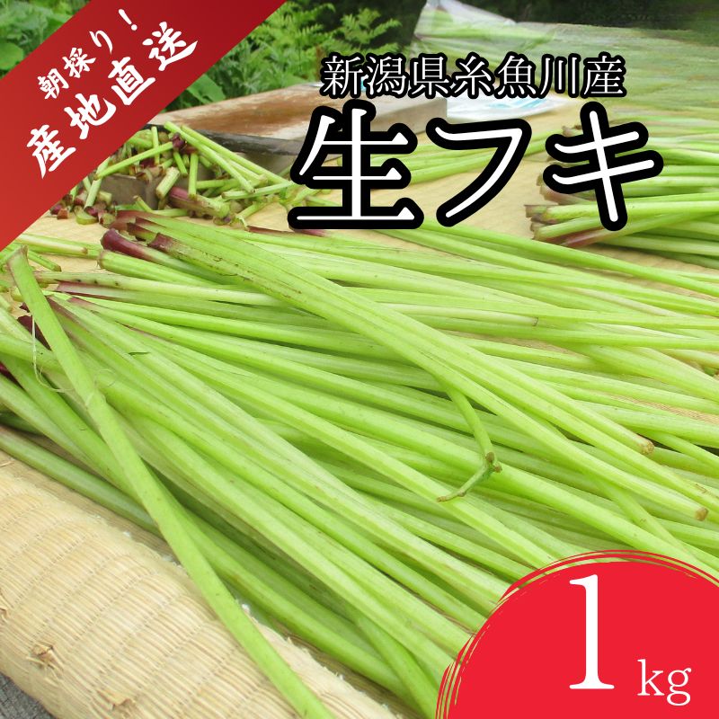 【ふるさと納税】【期間限定】令和8年産 旬の山菜 ふき 1kg【新潟県 糸魚川市 山菜 フキ 野菜 能生谷 おおかやば山菜園】