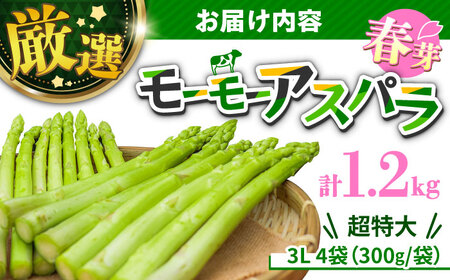 【先行予約】数量限定！モーモーアスパラ春芽 3L 1.2kg（3月下旬より順次発送） 超極太のみ厳選！ 1.2kg 日田市 / 有限会社本川牧場[ARAI033]