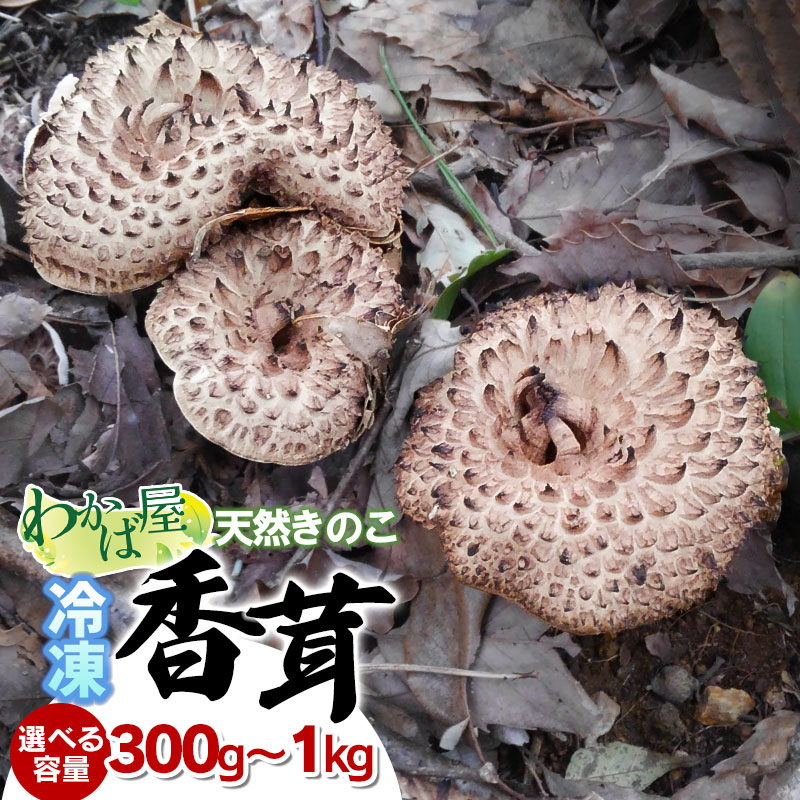 【ふるさと納税】令和7年産　冷凍香茸(コウタケ)　選べる容量 300g・500g・1kg　きのこ 天然物 獅子茸(ししたけ) 皮茸(かわたけ) ばくろう いのはな わかば屋