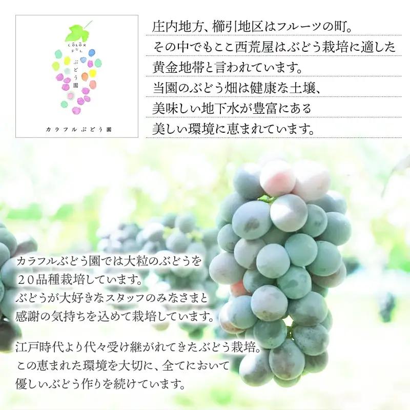【令和8年産先行予約】鶴岡市産 スチューベン 約2kg（6房～7房） 中粒ぶどう　カラフルぶどう園