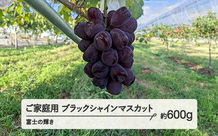 《先行予約》2026年 山形県山辺町産 ご家庭用　ブラックシャインマスカット（約550g）ふじのかがやき ぶどう 1房 令和8年産 2026年産 果物 フルーツ 2026年9月下旬から順次発送 bg-bufkk600