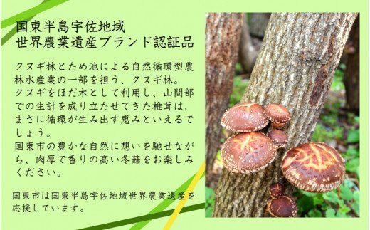 乾し椎茸 どんこ110g（国東半島宇佐地域世界農業遺産ブランド認証品）