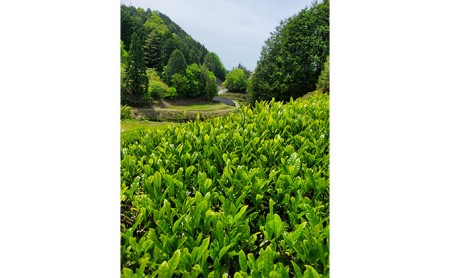 有機宇治茶味わいティーバッグセット〈有機 オーガニック ティーバッグ お茶 茶 玉露 碾茶 抹茶入緑茶 玄米茶 ほうじ茶 産地直送〉 