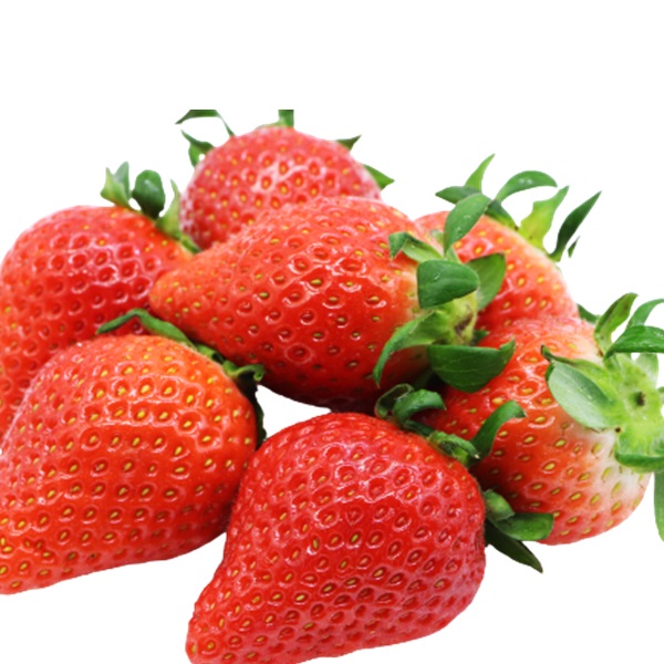 食の都庄内　庄内砂丘のいちご6パック（2L～L）やや小粒も含む※1月中旬頃～順次配送 180g×6パック(やや小粒も含む)