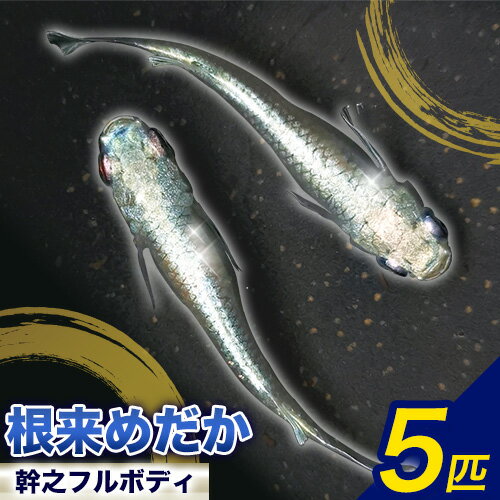 【ふるさと納税】メダカ(幹之フルボディ) 5匹 根来めだか《90日以内に出荷予定(土日祝除く)》和歌山県 岩出市 めだか 観賞魚 幹之めだか フルボディ メダカ 送料無料