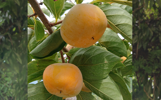 国城観光農園のたねなし柿9個入り(2Lサイズ)【配送不可地域：北海道・沖縄県】