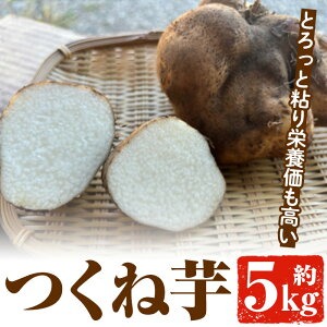 ＜先行予約受付中！2024年9月下旬以降発送予定＞つくね芋(大薯)(約5kg) 鹿児島県 阿久根市 つくね芋 大薯 だいじょ大和芋 山芋 とろろ【松永青果】a-12-298