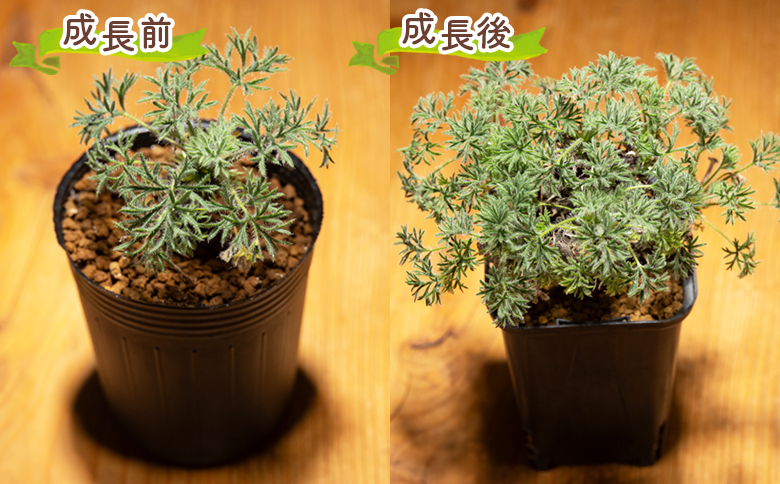 ヒストリクス ペラルゴニウム - 植物 インテリア ナチュラル 自然 グリーン 観葉植物 おしゃれ 癒し かわいい 多肉植物 塊根植物 サキュレントフィールド Succulent field 高知県 